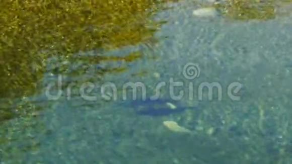 巨大的鳟鱼在新西兰河的水池里觅食视频的预览图