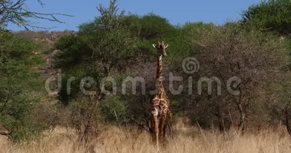 马萨伊长颈鹿长颈鹿长颈鹿骆驼皮达利斯蒂皮尔斯基奇成人步行穿过布什肯尼亚的茨沃公园实时视频的预览图