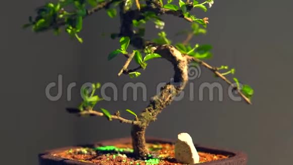 盆栽花白色的细长盆景树视频的预览图