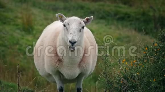 绵羊在风山坡视频的预览图
