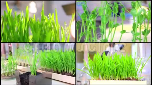 一个拼贴生长的遗传植物测试工作小麦品种实验室的研究与栽培视频的预览图
