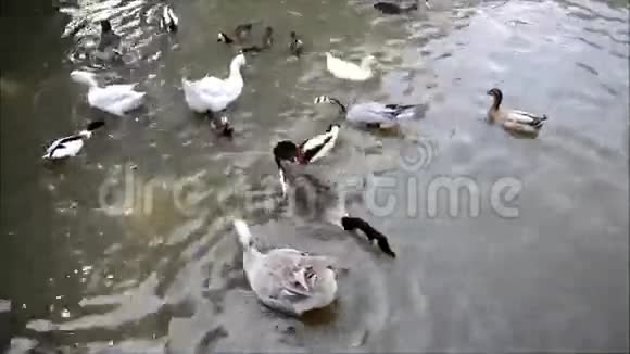 鸭子和天鹅视频的预览图