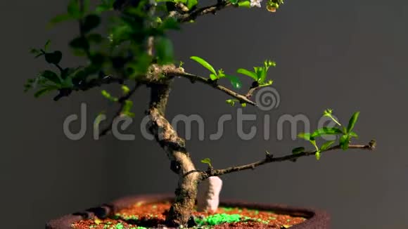 一棵盆栽盆景树慢慢旋转的树干视频的预览图