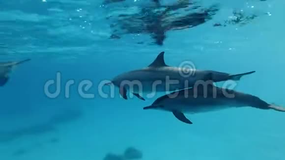 一群海豚在蓝色的水里非常靠近水面游泳旋桨海豚视频的预览图