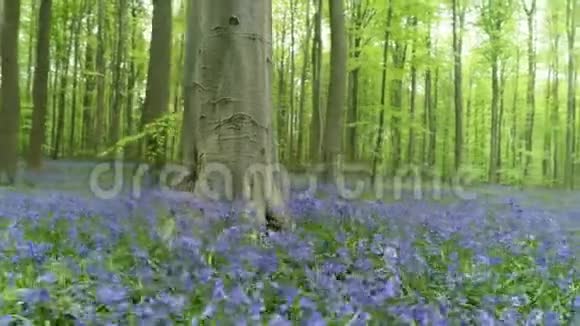 蓝色的花绕着大树视频的预览图