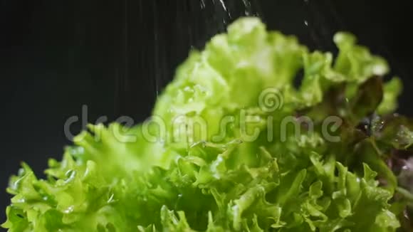 莴苣在深色背景的特写镜头上用喷水瓶喷出的水视频的预览图