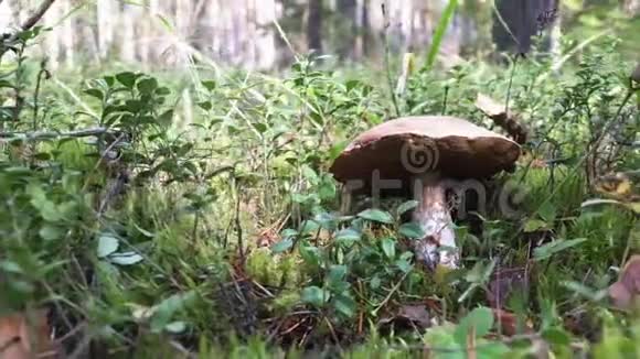 生长在森林中的白桦菇视频的预览图