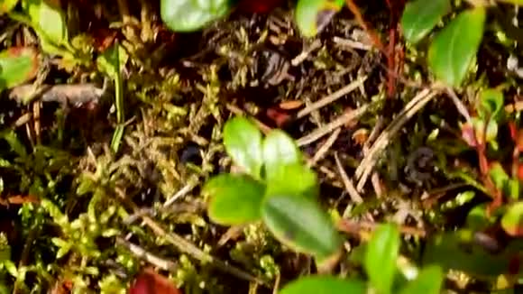野生成熟的林果莓视频的预览图