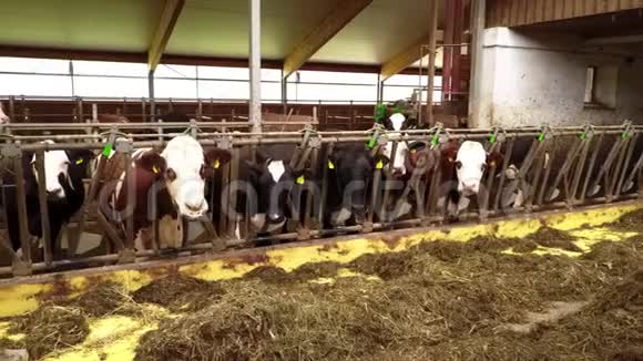 奶牛在马厩里视频的预览图