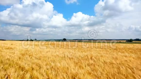晴朗的夏日蓝天下的麦田金色麦田被风吹来自然景观视频的预览图