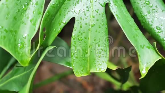 水滴在绿叶热带植物上自然背景视频的预览图