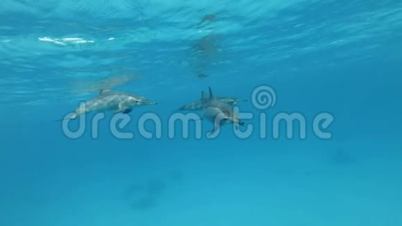 三只海豚互相交流动物在野生动物中的交流慢动作特写水下射击视频的预览图