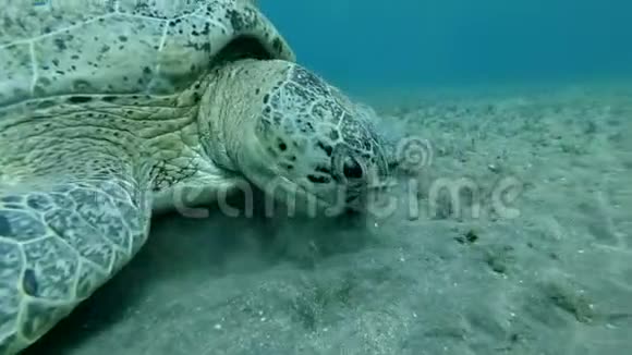 大海龟的肖像吃在水流中摇曳的绿色海草绿海龟切洛尼亚视频的预览图