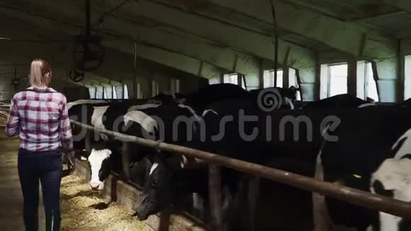 小女孩在农场靠近奶牛视频的预览图