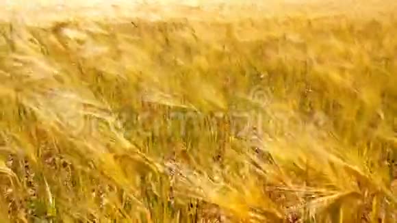 晴朗的夏日蓝天下的麦田金色麦田被风吹来自然景观视频的预览图