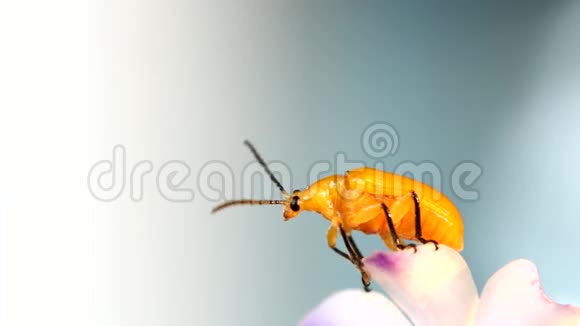 甲虫抓住花视频的预览图
