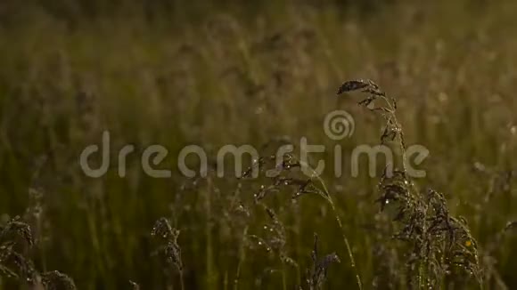 美丽的稻穗在晨露中覆盖在微风中飘扬明亮的阳光视频的预览图