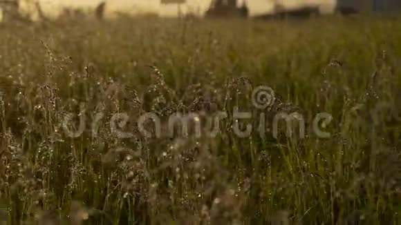 桃色露水的背景滴在明亮的绿色草地上有阳光明亮的自然波克柔和的焦点摘要视频的预览图