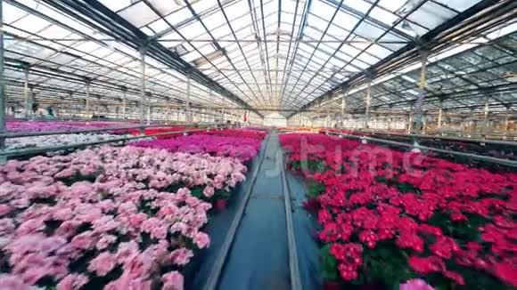 温室里有许多粉红色的花盆视频的预览图