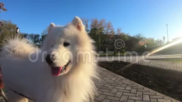 大白狗在公园特写视频的预览图