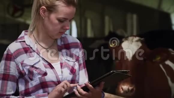 美丽的女孩在平板电脑上写有关奶牛的信息视频的预览图