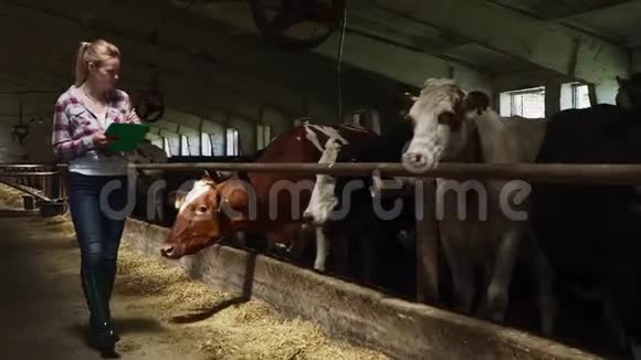 漂亮的工人走在农场的奶牛旁边视频的预览图