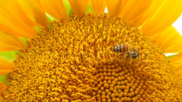 蜜蜂在向日葵上采蜜视频的预览图