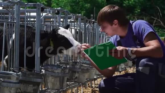 男工正在检查农场的犊牛状况视频的预览图
