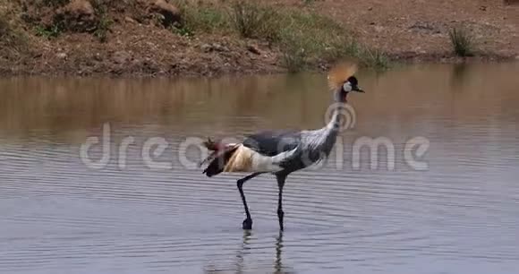 灰色冠鹤巴拉瑞卡雷格林成人站在水坑肯尼亚内罗毕公园实时视频的预览图