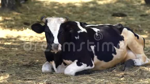 牛躺在草地上嚼着视频的预览图