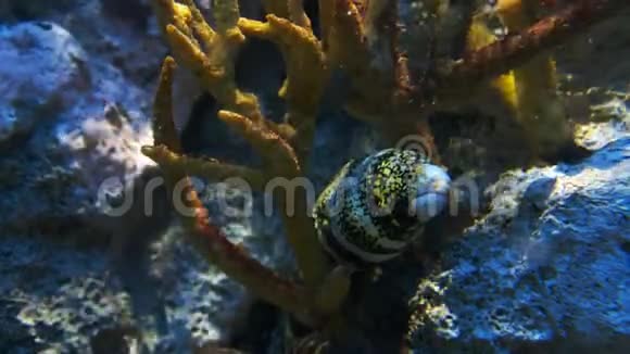 靠近一条雪花鳗鱼视频的预览图