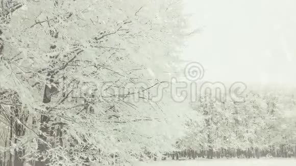 冬天的森林覆盖着雪视频的预览图