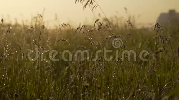 绿油油的晨草带着露水慢镜头飞过完美的草坪景的深度4K视频的预览图