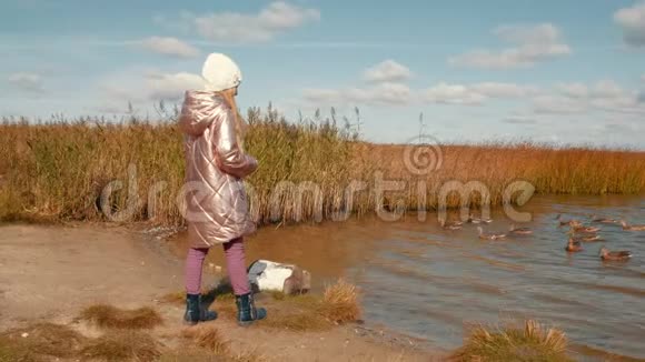 在秋天公园的侧景里少女用面包在池塘里喂鸭子视频的预览图