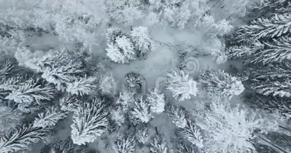 俄罗斯冬季森林高空俯视图视频的预览图