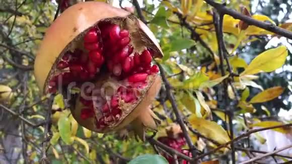 冬天刮风的一天树上成熟的石榴果实视频的预览图