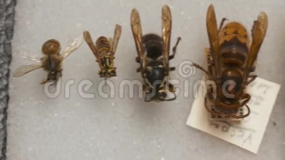 蜜蜂和黄蜂最小到最大视频的预览图