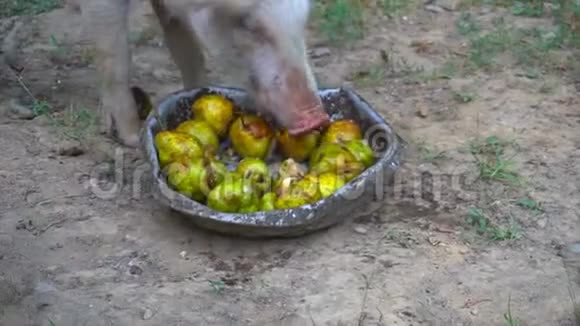 猪从盆里吃苹果视频的预览图