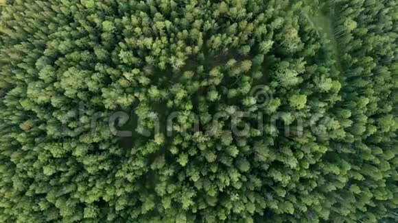 空中垂直射击在树梢上方在森林上空飞行视频的预览图