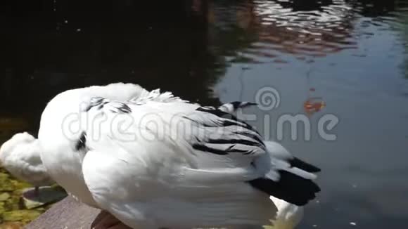 鸭嘴兽在一个餐馆池塘里清理翅膀鸭子在湖上喷洒池中岩石中的白鸟视频的预览图