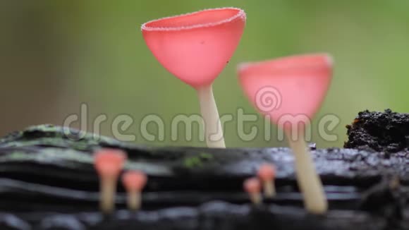 香槟菌东南亚的菇视频的预览图