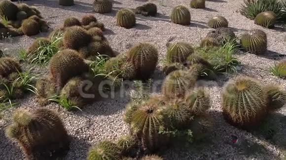 小型仙人掌植物生长在公园地区干燥的地面特写视频的预览图