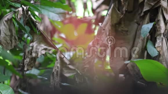 香槟菌东南亚的菇视频的预览图