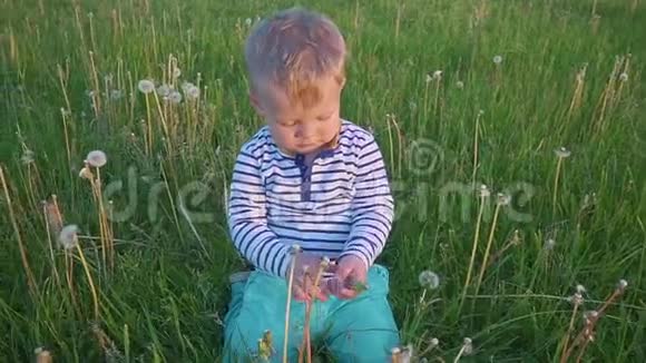 男孩坐在蒲公英的田野里手里拿着一朵白色的蒲公英花视频的预览图