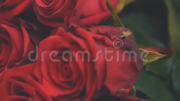 裁剪视频的花束大嫩的红玫瑰美丽的嫩芽摄像机在向上移动视频的预览图