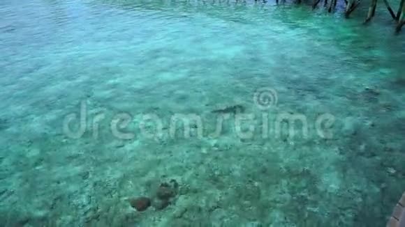马尔代夫旅游胜地的鲨鱼宝宝游泳视频的预览图