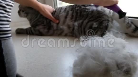 一个女人用苏格兰折叠猫的刷子抓着她的宠物视频的预览图