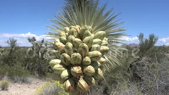 美国莫哈韦沙漠乔舒亚树开花运动片段视频的预览图