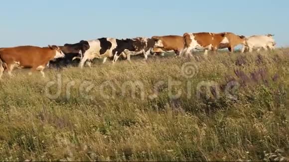 美丽的高山草地和奶牛蓝天上牧场上的牛奶牛在牧场上放牧奶业概念视频的预览图