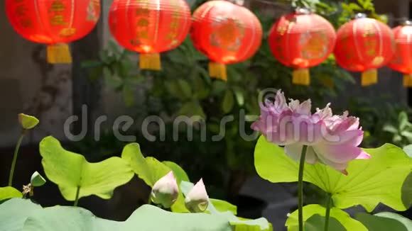 在阳光明媚的日子里在东方乡村多汁的绿色植物之间红纸灯笼挂在庙里传统的视频的预览图